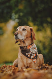 Adventure Mutt Memories 📸