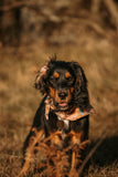 Ember