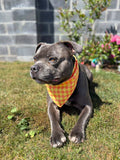 Retro Pup