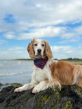 Paisley Pup