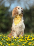 Daffodil