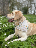 Daisy Days
